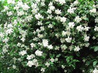 Philadelphus 