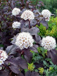 Physocarpus opulifolius Diabolo