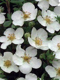 Potentilla fruticosa Abbotswood