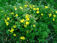 Potentilla fruticosa Goldteppich