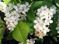 Prunus padus