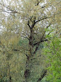 Salix alba Argentea