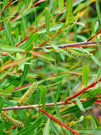 Salix purpurea Nana