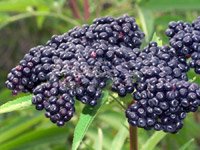 Sambucus nigra