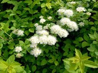 Spiraea betulifolia