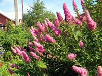 Spiraea billardii