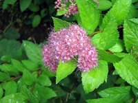 Spiraea bumalda Anthony Waterer