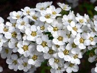 Spiraea cinerea Grefsheim