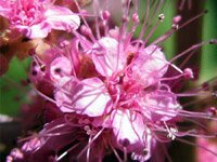 Spiraea Duglasii