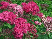 Spiraea japonica