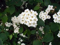 Spiraea Vanhouttei