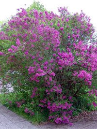 Syringa josikaea