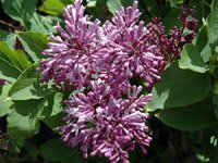 Syringa meyeri Palibin