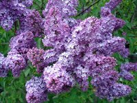 Syringa vulgaris