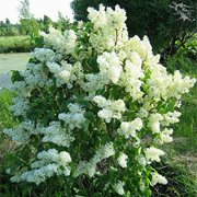 Syringa vulgaris Primrouse