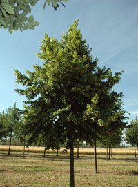 Tilia platyphyllos