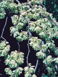 Ulmus glabra Camperdownii