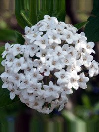 Viburnum Burkwoodii