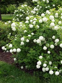 Viburnum opulus Roseum