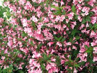 Weigela florida Minor Black