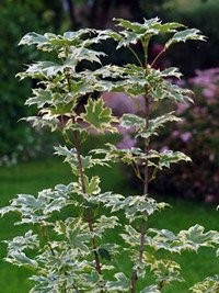 Acer platanoides Drummondii