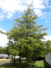 Alnus glutinosa Imperialis