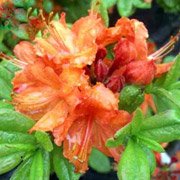 Azalea hybrids Fanal