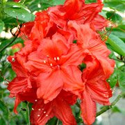 Azalea hybrids Feuerwerk