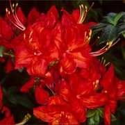 Azalea hybrids Fireball