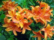 Azalea hybrids Golden Eagle