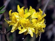 Azalea hybrids Golden Sunset