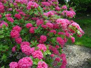 Azalea hybrids Homebush