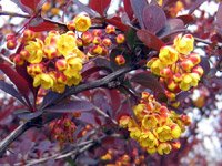 Berberis ottawensis Superba