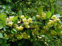 Berberis thunbergii