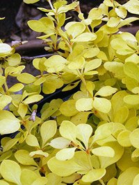 Berberis thunbergii Aurea