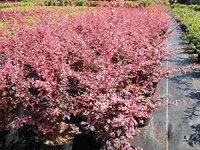 Berberis thunbergii Rose Glow