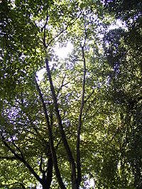 Betula maximowicziana