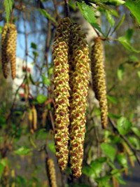 Betula pendula Fastigiata