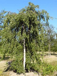 Betula pendula Youngii