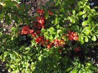 Chaenomeles japonica