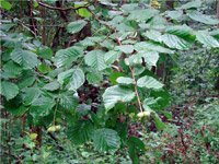 Corylus avellana