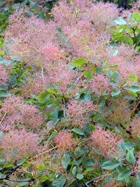 Cotinus coggygria