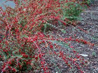 Cotoneaster divaricatus