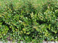 Cotoneaster lucidus