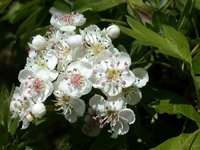 Crataegus monogyna