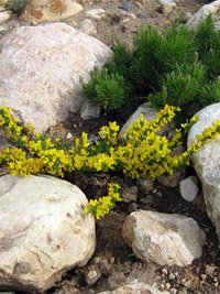 Cytisus decumbens