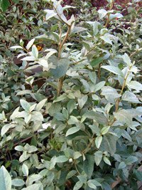 Elaeagnus commutata