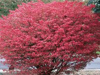 Euonymus alata