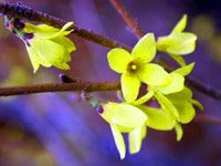 Forsythia intermedia