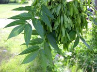 Fraxinus excelsior